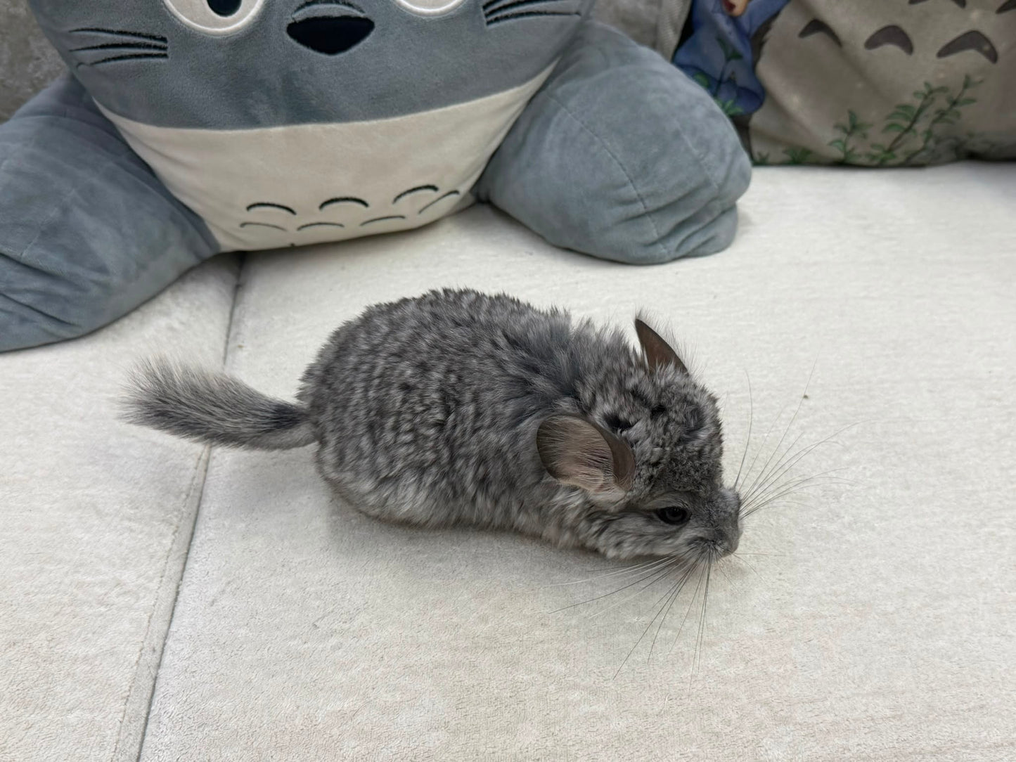Chinchillas: T012 Standard VC RPA (Angora) female chinchilla for sale