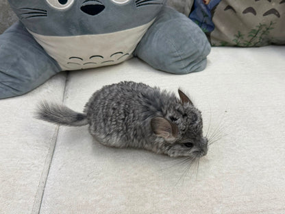 Chinchillas: T012 Standard VC RPA (Angora) female chinchilla for sale