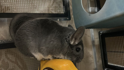 Chinchillas: N003 Violet female chinchilla for sale (USA lineage)