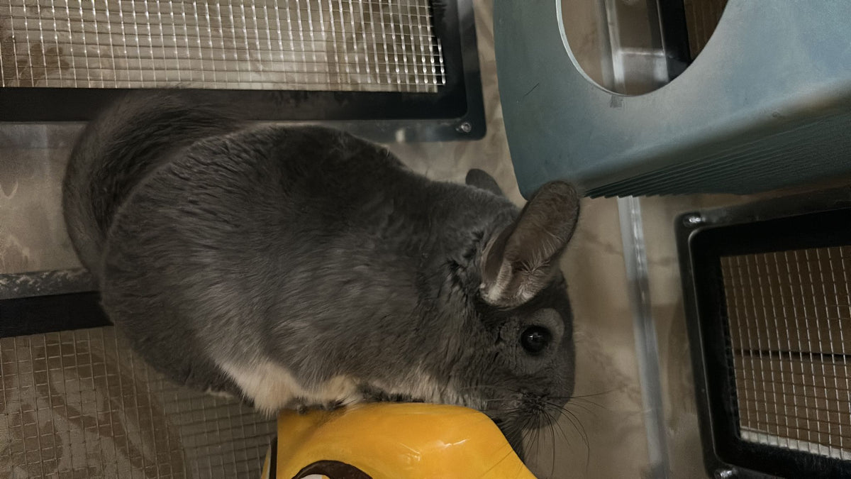 Chinchilla for sale online petco