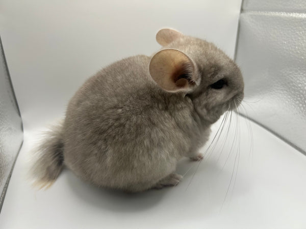 Chinchillas: P026 Beige Violet male chinchilla for sale (curled “rosette” tail)curly potato super soft fur and chubby