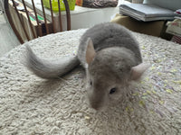 Chinchillas: R022 Beige female chinchilla for sale