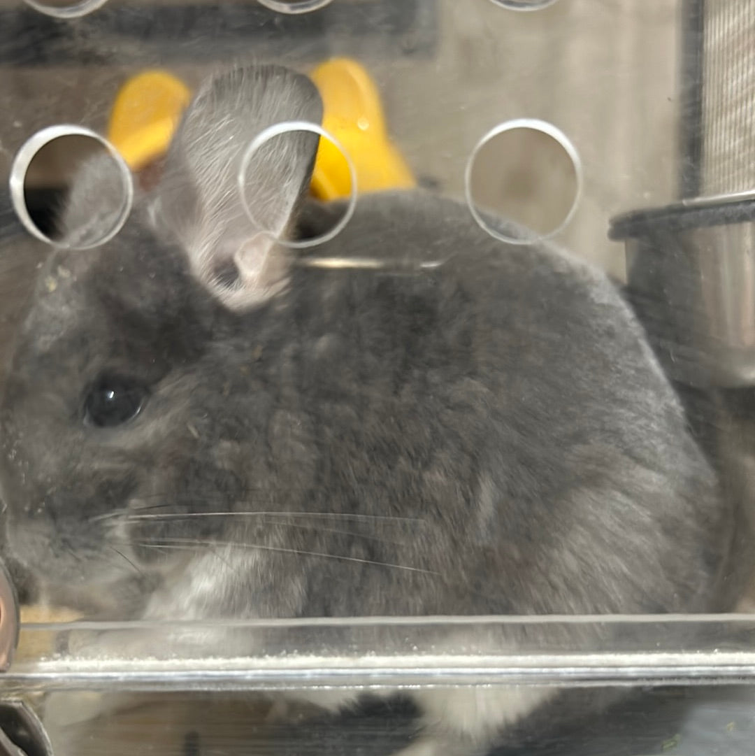 Chinchillas: P15 Violet female chinchilla for sale🥇 1st Place Ribbon - WA 2023 🥇