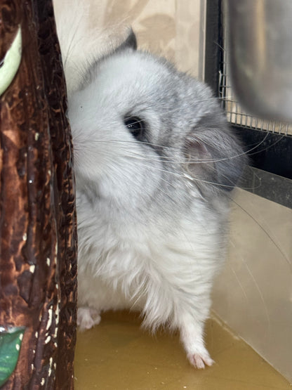 Chinchillas: R037 Mosaic RPA (Angora) male chinchilla for sale (CCCU USA lineage)