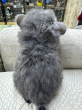 Chinchillas: R034 Violet RPA female for sale (big size genes)