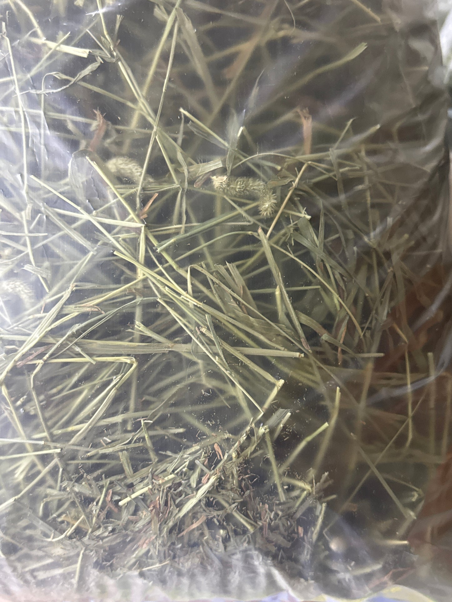 SPS Small Pet Select Second Cut Timothy Hay 5 lbs (2.26 kg) and 10 lbs (4.5kg) Hay