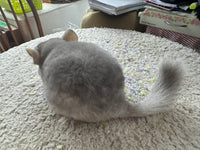 Chinchillas: R022 Beige female chinchilla for sale