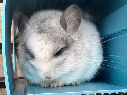 Chinchillas: R037 Mosaic RPA (Angora) male chinchilla for sale (CCCU USA lineage)