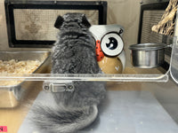 Chinchillas: R021 Standard RPA female chinchilla for sale from big sized angora parents