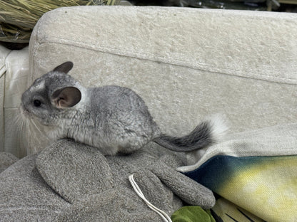 Chinchillas: T023 Mosaic  male chinchilla for sale (USA Master Breeder’s lineage)