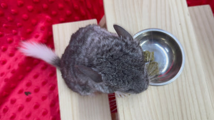 Chinchillas: T006 Mosaic male chinchilla for sale (USA Master Breeder’s lineage)