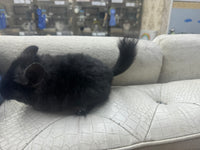 Chinchillas: R032 Dark Ebony RPA (angora) male chinchilla for sale