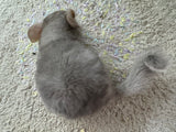 Chinchillas: R022 Beige female chinchilla for sale