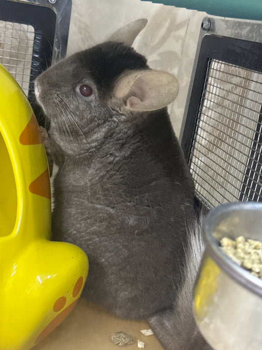 Chinchillas: R002 Dark Tan RPAC (angora carrier) female chinchilla for sale (USA lineage)