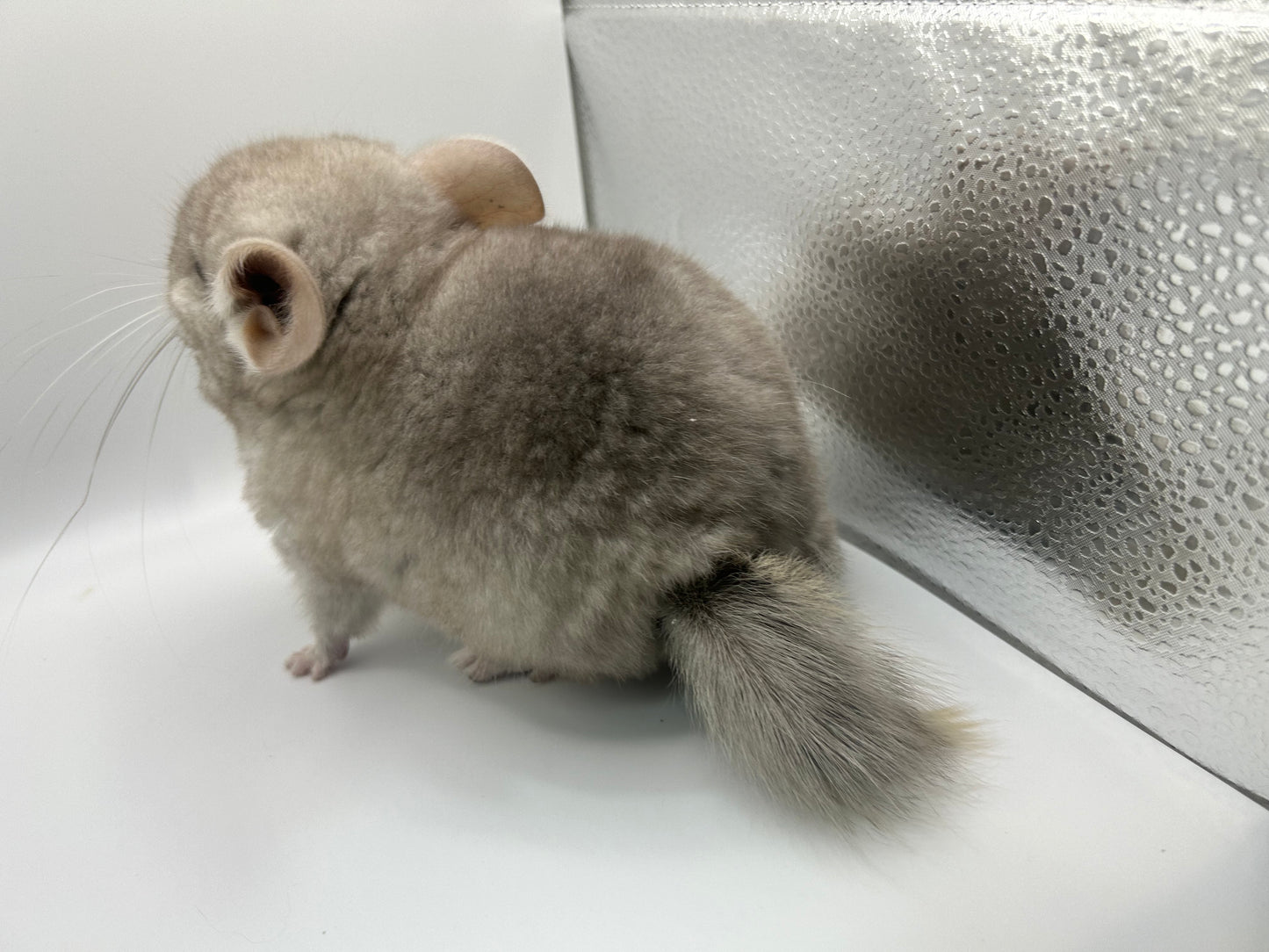 Chinchillas: P026 Beige Violet male chinchilla for sale (curled “rosette” tail n 2 missing fingers)curly potato super soft fur and chubby (USA lineage)