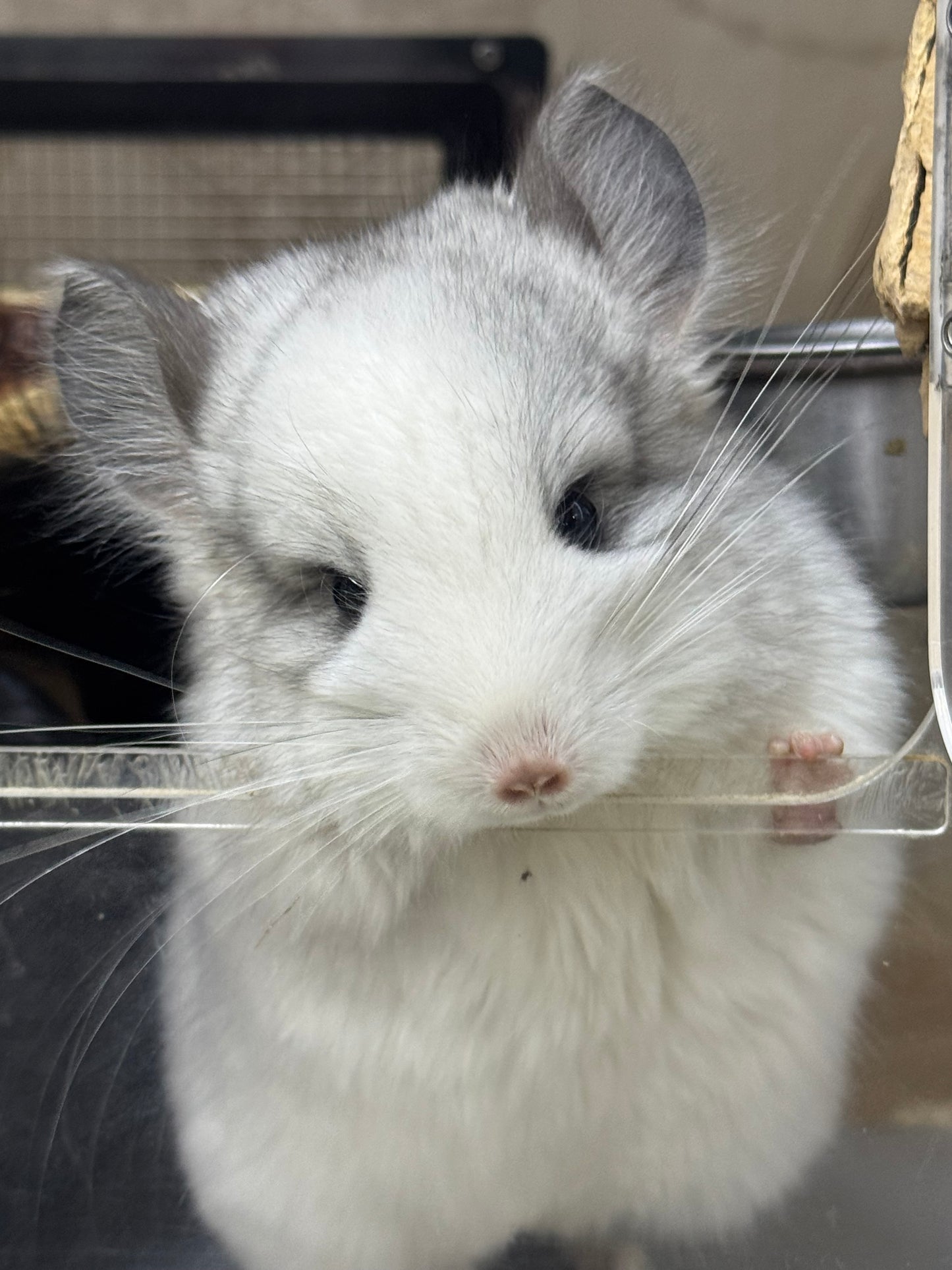 Chinchillas: R037 Mosaic RPA (Angora) male chinchilla for sale (CCCU USA lineage)