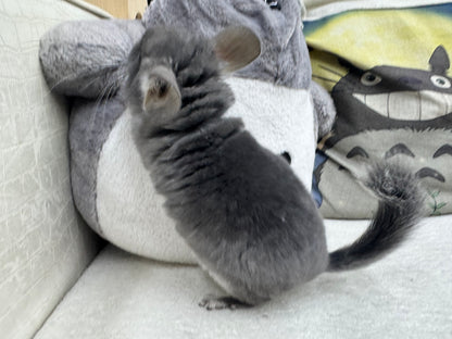 Chinchillas: R040 TOV Violet male chinchilla for sale (Brevi face) (USA lineage)