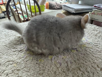 Chinchillas: R022 Beige female chinchilla for sale