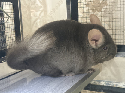 Chinchillas: R002 Dark Tan RPAC (angora carrier) female chinchilla for sale (USA lineage)