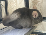 Chinchillas: R002 Dark Tan RPAC (angora carrier) female chinchilla for sale