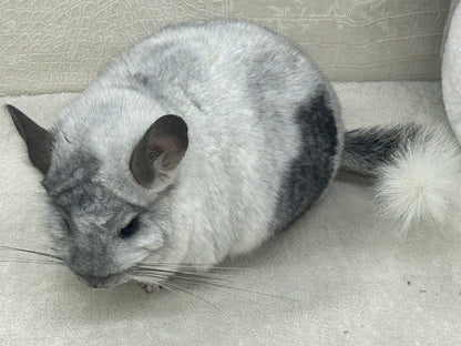 Chinchillas: N445 Mosaic male chinchilla for sale 🏆 Section Champion - WA 2023 🏆