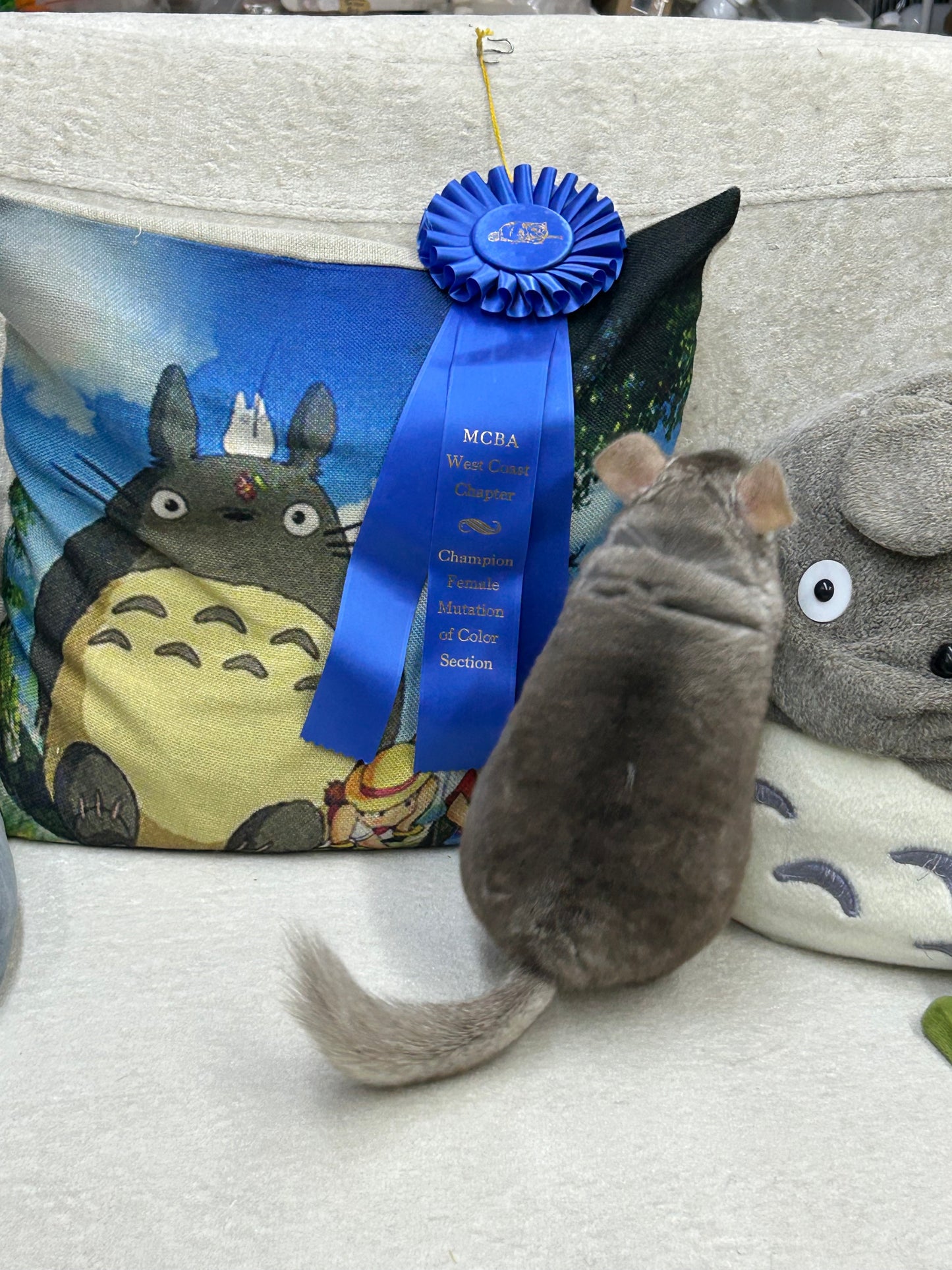 Chinchillas: N503 Dark Beige female chinchilla for sale with Section Champion ribbon