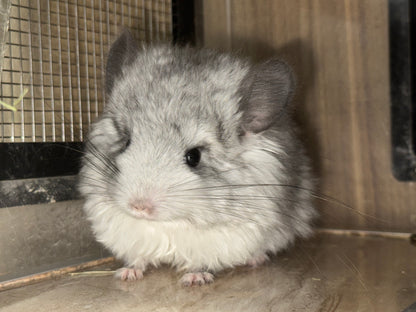 Chinchillas: S026 Mosaic RPA (angora) male chinchilla for sale (USA CCCU lineage)