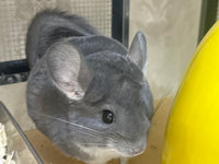 Chinchillas: P15 Violet female chinchilla for sale🥇 1st Place Ribbon - WA 2023 🥇