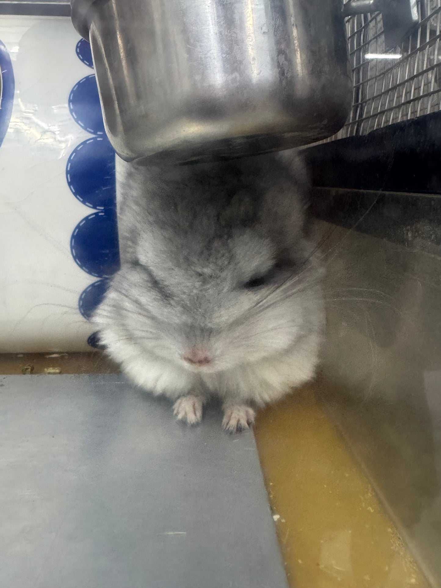 Chinchillas: S026 Mosaic RPA (angora) male chinchilla for sale (USA CCCU lineage)