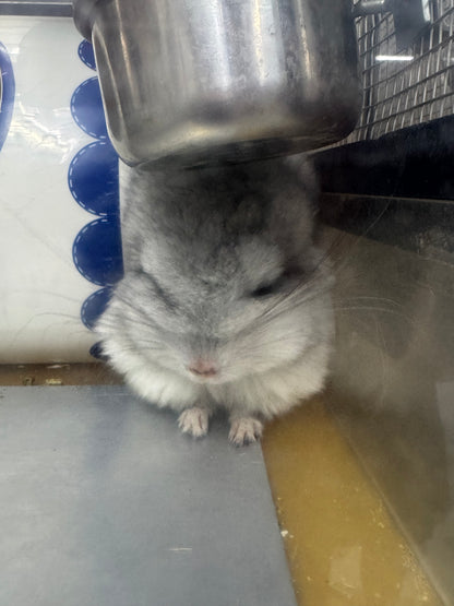 Chinchillas: S026 Mosaic RPA (angora) male chinchilla for sale (USA CCCU lineage)