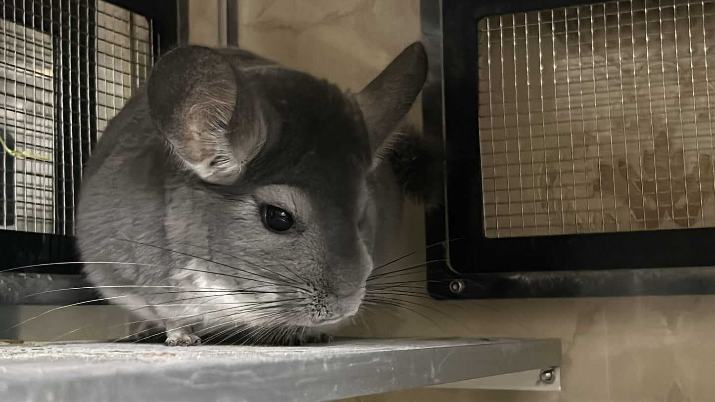 Chinchillas: N003 Violet female chinchilla for sale (USA lineage)