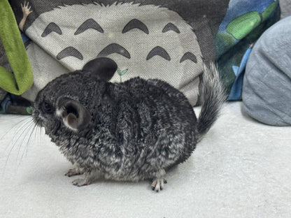 Chinchillas: T022 Standard male chinchilla for sale (USA Master Breeder’s lineage)