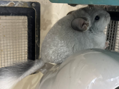 Chinchillas: S029 Mosaic RPAC (Angora Carrier) female chinchilla for sale