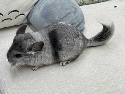 Chinchillas: S011 Mosaic  female chinchilla for sale (USA lineage)