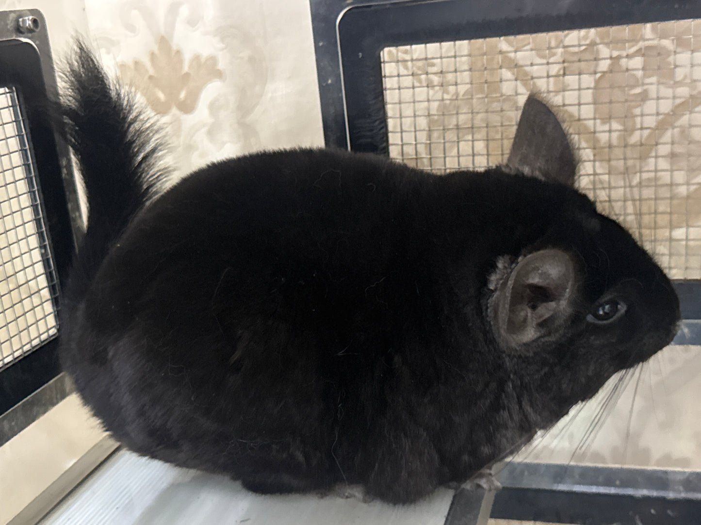 Chinchillas: P5 Dark Ebony female chinchilla for sale (USA lineage)