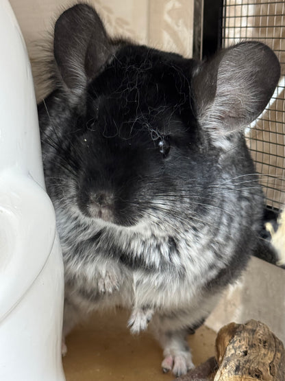 Chinchillas: P250 Black Velvet female chinchilla for sale