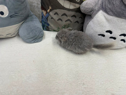 Chinchillas: T011 Violet RPA (Angora) female chinchilla  (USA CCCU lineage)