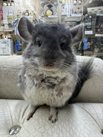 Chinchillas: R014 Violet male chinchilla for sale