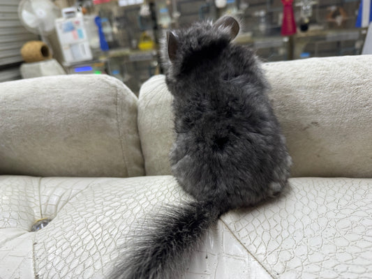 Chinchillas: S037 Black Velvet RPA (angora) male chinchilla for sale (USA CCCU lineage)