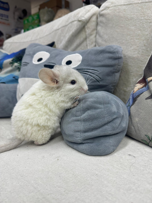 Chinchillas: S038 Pink White female chinchilla for sale (USA lineage) big size Dad is William at 1345g