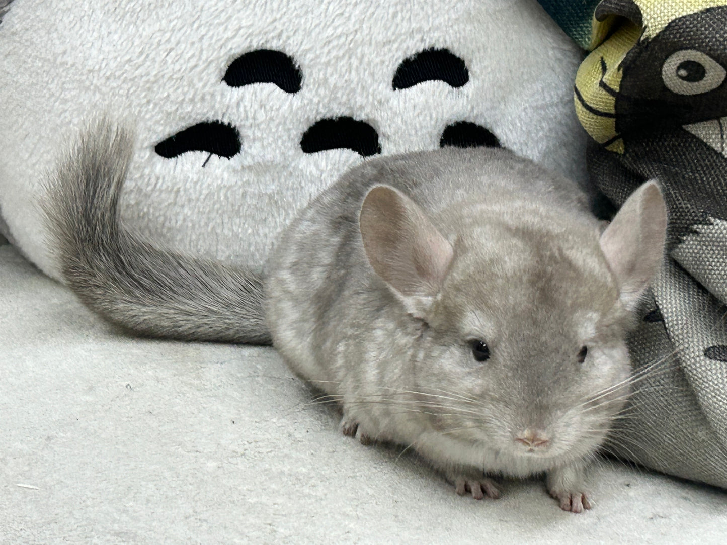 Chinchillas: R005 Beige female chinchilla for sale (USA lineage)