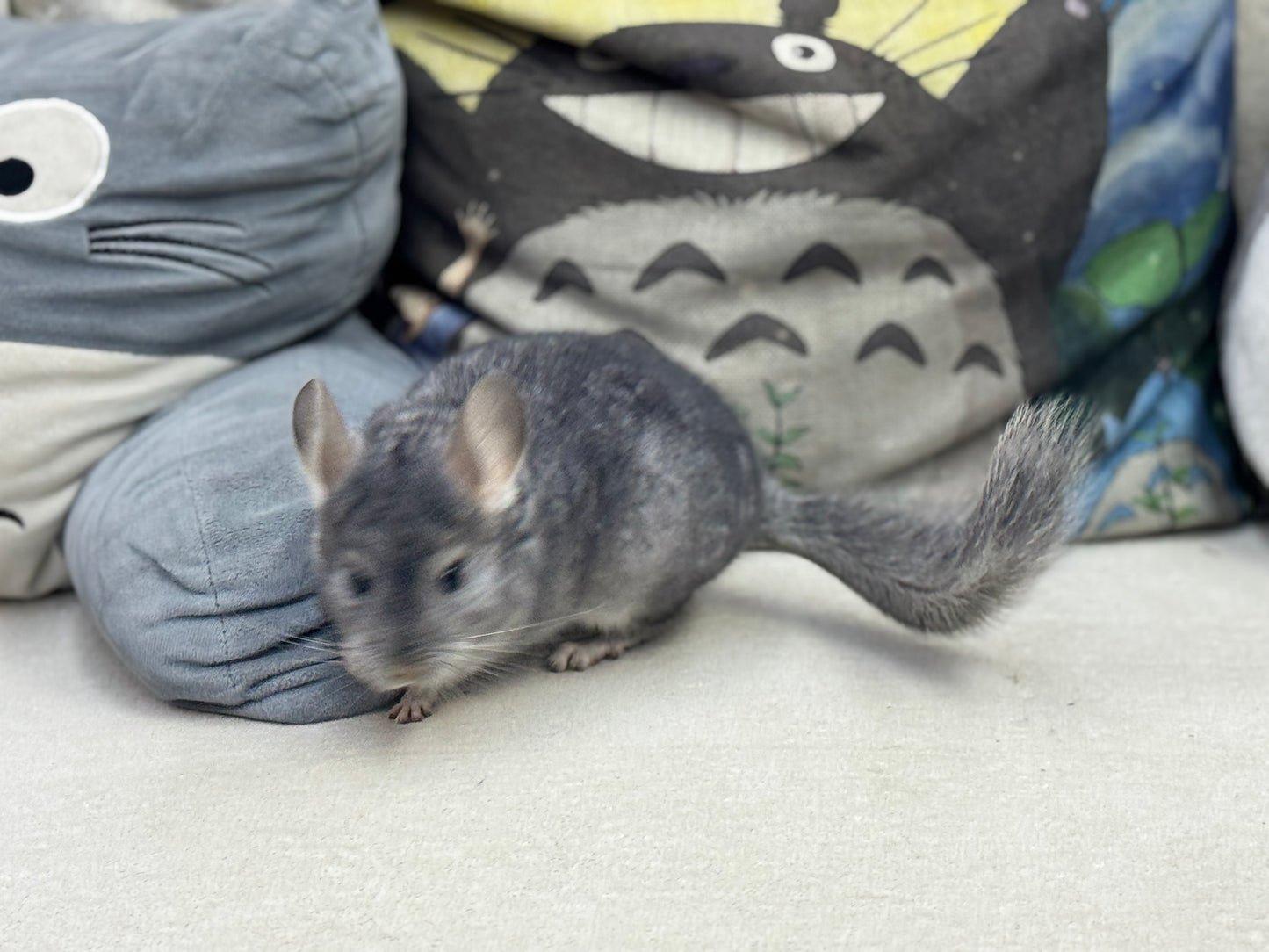 Chinchillas: T008 Blue Diamond male chinchilla for sale (USA Master Breeder’s lineage) Mum is Section Champ