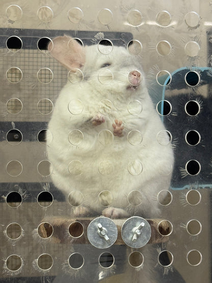 Chinchillas: R176 Extreme Pink White male chinchilla for sale
