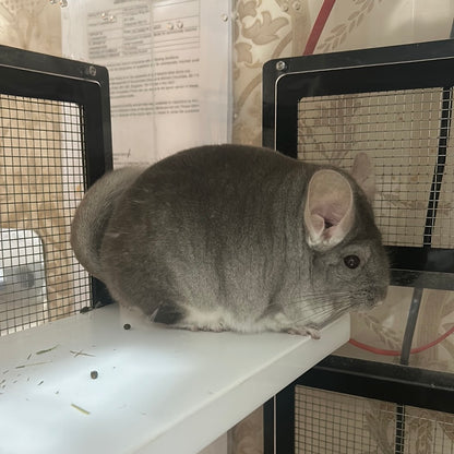 Chinchillas: N503 Dark Beige female chinchilla for sale with Section Champion ribbon