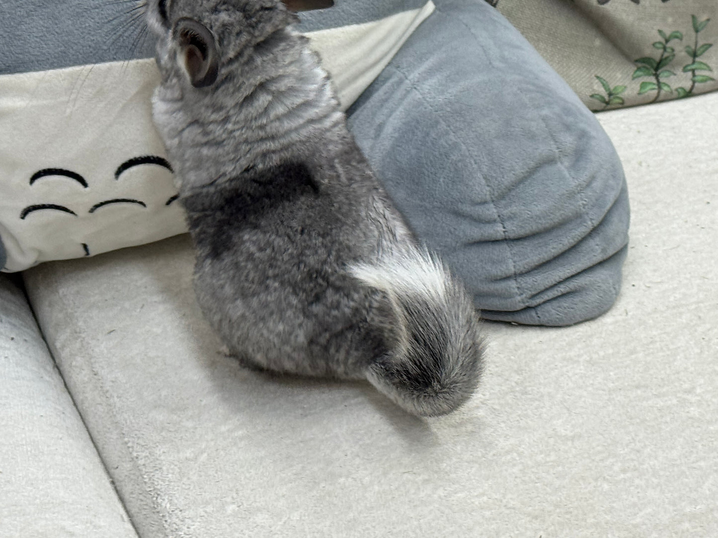 Chinchillas: S011 Mosaic  female chinchilla for sale (USA lineage)