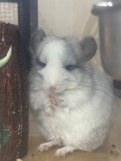 Chinchillas: R037 Mosaic RPA (Angora) male chinchilla for sale (CCCU USA lineage)