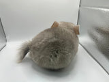 Chinchillas: P026 Beige Violet male chinchilla for sale (curled “rosette” tail)curly potato super soft fur and chubby