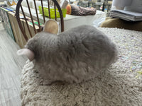 Chinchillas: R022 Beige female chinchilla for sale