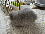 Chinchillas: R022 Beige female chinchilla for sale