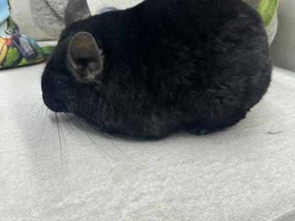 Chinchillas: P5 Dark Ebony female chinchilla for sale (USA lineage)